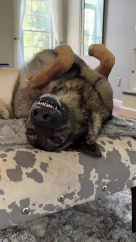 Downloading systems update #funny #floofinators #sadiethesableshepherd 