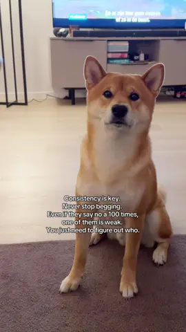 Lesson of the day: don’t ever give up! 😈 • • #shibainu #shiba #fyp #begging #dogtreats 
