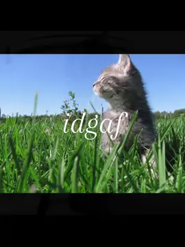 #repost #idgaf #chill #literallyme #cat