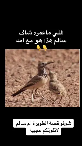 #مشاهير_تيك_توك #مشاهدات #شعب_الصيني_ماله_حل😂😂 #الكويت 