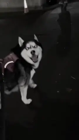 #anjinghusky #husky #madep #fouryoupage #lewatberandafyp 