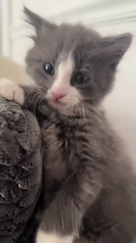 Sweet then spicy 🌶️ #fyp #kittiesoftiktok #cuteanimals #funnyanimals #jasper 