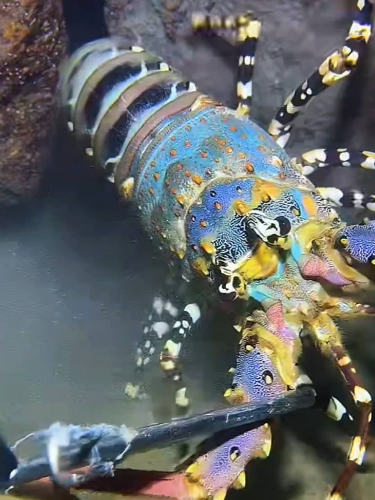 #diving #crab #catchthesea #seafood #seaside 