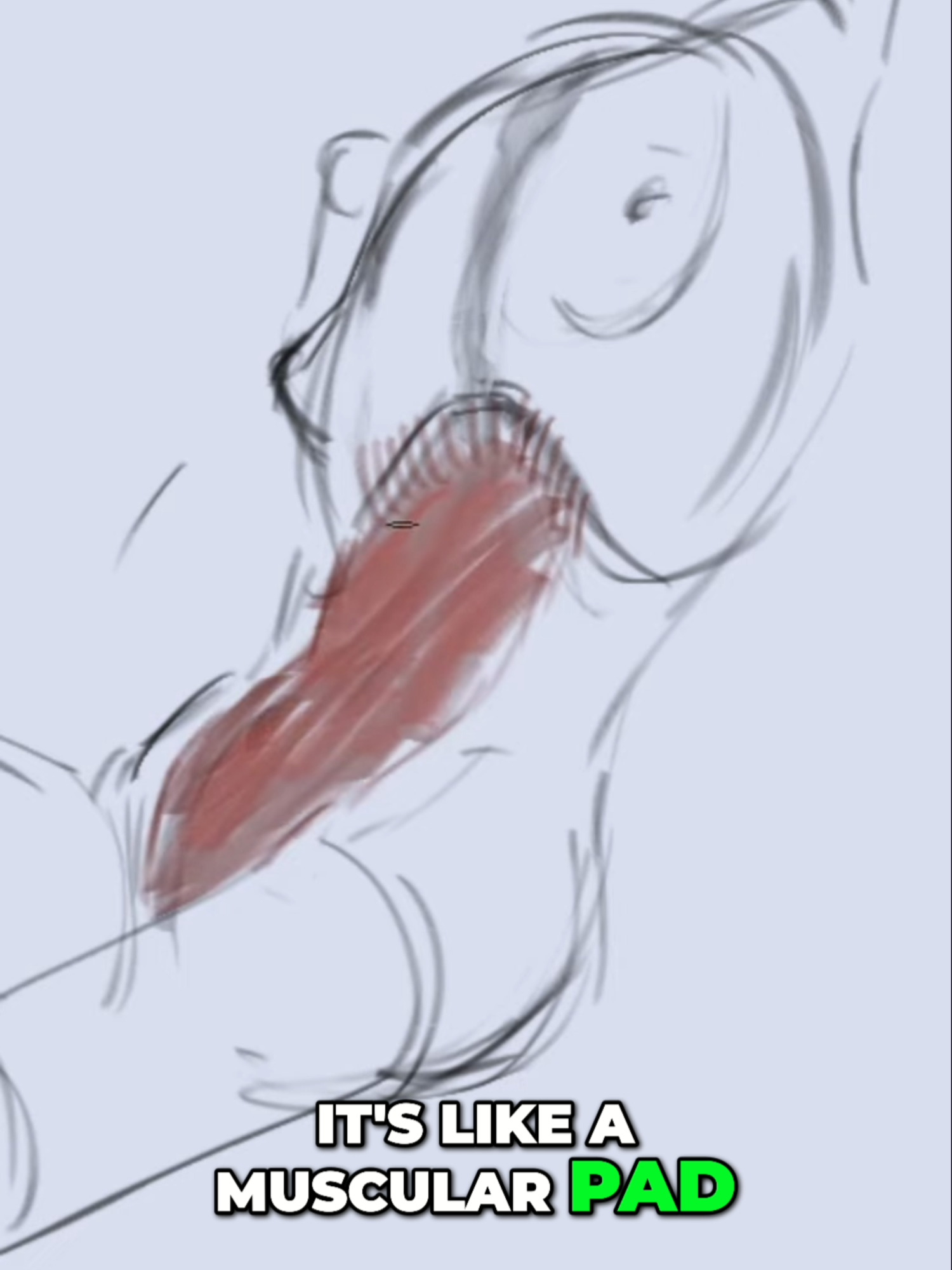 Not everyone has ripped abs ... but everyone has abs! Here's what to look for in a non-muscular person in your figure drawing practice sessions. #figuredrawing #arttutorial #fyp