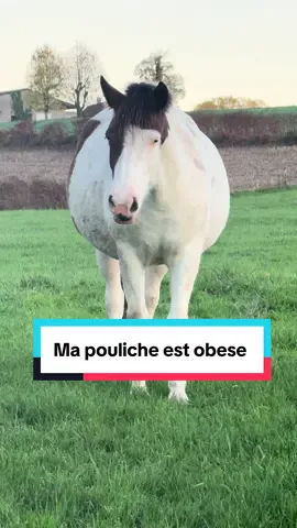 On va refaire une échographie de contrôle en urgence … car deux échos depuis qu’elle a été accidentellement avec son père … mais si il y avais eut erreur de diagnostic ? C’est dingue qu’elle soit si grosse ! On veut surtout pas la fourbure , on test voir pour la gestation … et on la change de pré afin qu’elle sois avec une alimentation moins riche .. on veut éviter le panier au maximum ! Alors on test déjà les autres solutions avant celle ci qui est mine de rien assez invasive ! Mais ne vous inquiétez pas on ne compte pas la laisser comme ça !  #pourtoi #malaya #moune #cheval #obese 