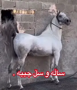 خه ونه كه م /😍🐎🫀/.#خيل_وخياله🐎 #foryou #capcut #fyp #foryoupage 