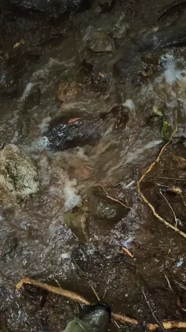 trek apa ya ini #salakmountain #salak1 #salakviacimelati #fyp #pendakigunung 