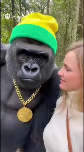 #engracado #meme #sora2 #gorilla 