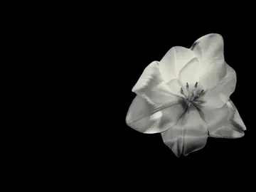 Nuts// #lilpeep #neverszx #lyricsvideo #foryou #lyrics 