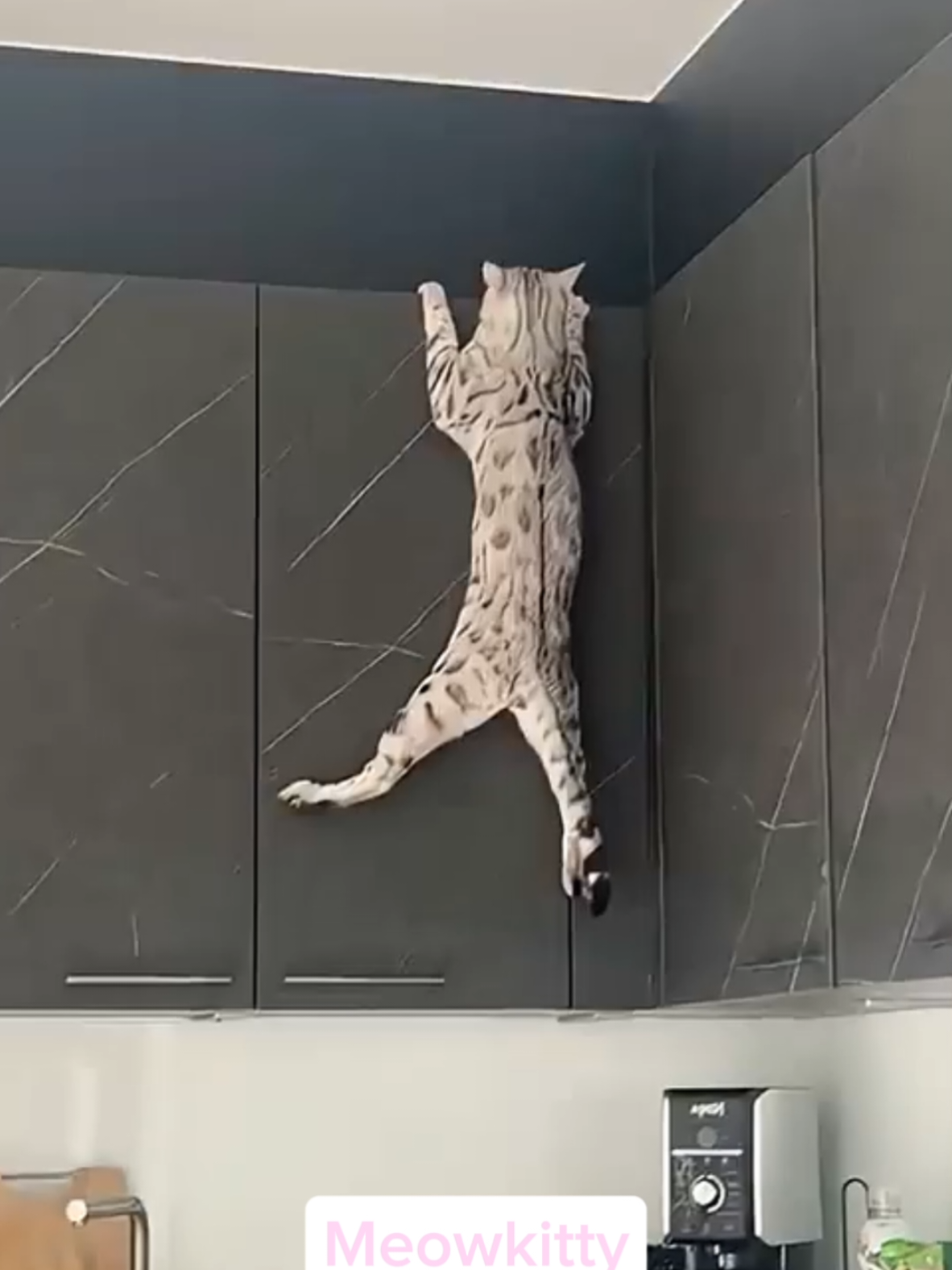 Funny cats getting into trouble.#cat #cats #catsoftiktok #catlover #funny #foryou #funnytiktok #fyp #fypシ゚viral #funnymoments #funnyvideos #cute #usa🇺🇸 