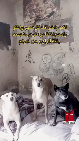 #foryou #viral #fyp #الشعب_الصيني_ماله_حل😂😂 #احمد_نور_الدين 