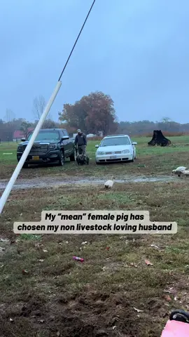 Yesterday she chased him down the road, so I had to step in this morning🤦🏼‍♀️ He likes them, but all the animals are my things definitely not his😅 #pigs #kunekune #Love 