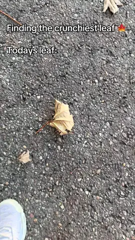 Hunting for the ultimate leaf crunch! 🍁 🔊#leaf #asmr #natur #crunchy #crunchyasmr