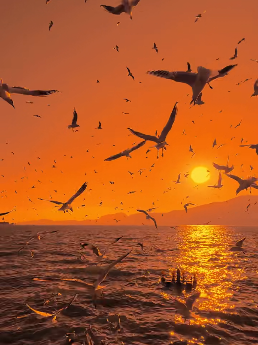 #bnsahilkhan👤🇦🇫 #pahton_king #foruou #pahton_king #viral #1millionaudition @realdoctorshekib 