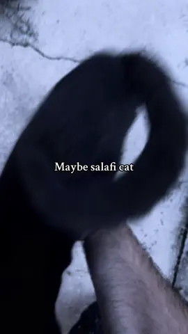 #alhusunnahwaljahmah #athari #cat 