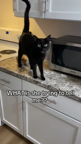 I wish I had a translator for animals @Katie Alexander Evie may is so interesting #talkativecat #cat #meowing #catsoftiktok #blackcat 