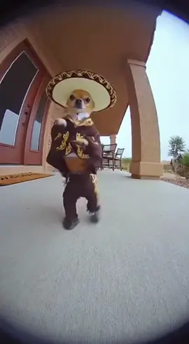 #latinotiktok #zapateado #parati #chihuahua #fypシ 