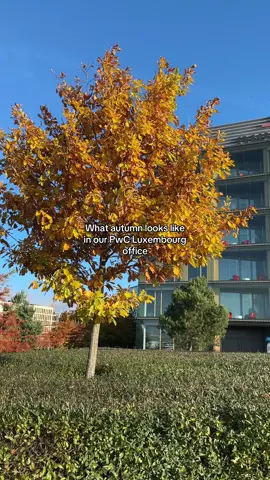 Autumn in the office never looked this cosy 🍂🍁 #autumndecor #officelooks #worklife #luxembourg🇱🇺 