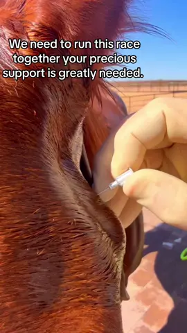 #viralvideos #fyp #viral #helpanimals #sanctuary 