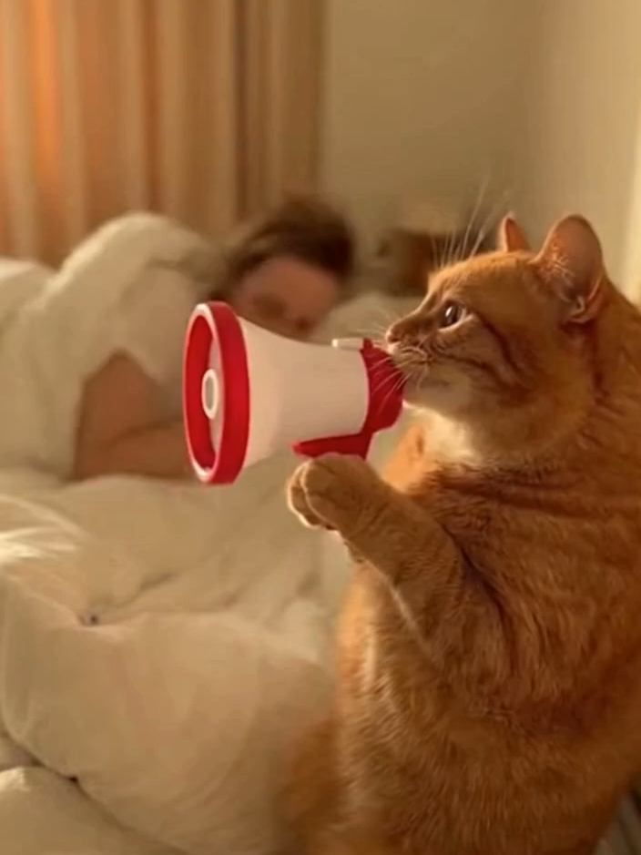 wake up ! #cat #ia #sora2