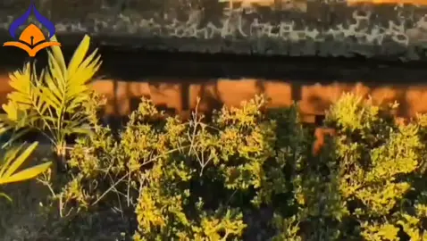 Assalamualaikum'alaikum warahmatullahi wabarakatuh. Perkenalan nama kami Olga Syah Putra dan Fitri Yulandari. Kami sebagai calon duta kampus UBBG, Kami sangat senang dan bangga untuk bisa mewakili Program Studi Pendidikan Guru Sekolah Dasar (PGSD),Rombel G dan M, Universitas Bina Bangsa Getsempena (UBBG) dalam ajang pemilihan Agam dan Inong PGSD UBBG 2025 🧡🔥 Dikampus yang berlandaskan nilai unggul dan berintegritas ini,kami ditempat untuk menjadi calon pendidik yg cerdas, berkarakter,dan menginspirasi. Melalui ajang duta kampus ini,kami membuktikan bahwa mahasiswa UBBG selalu aktif didalam kampus maupun diluar kampus,dan kami siap menjunjung tinggi nama kampus serta jurusan PGSD menuju masa depan yang cerah ✨ Wassalamu'alaikum warahmatullahi wabarakatuh🙏  #dutapgsdubbg #Ubbgoficial #AgaminongPGSDUBBG2025 #mahasisubbg #pgsdubbgkeren @ubbgofficial @himagusda_ubbg @dutakampus_ubbg @bang_ga_spl 