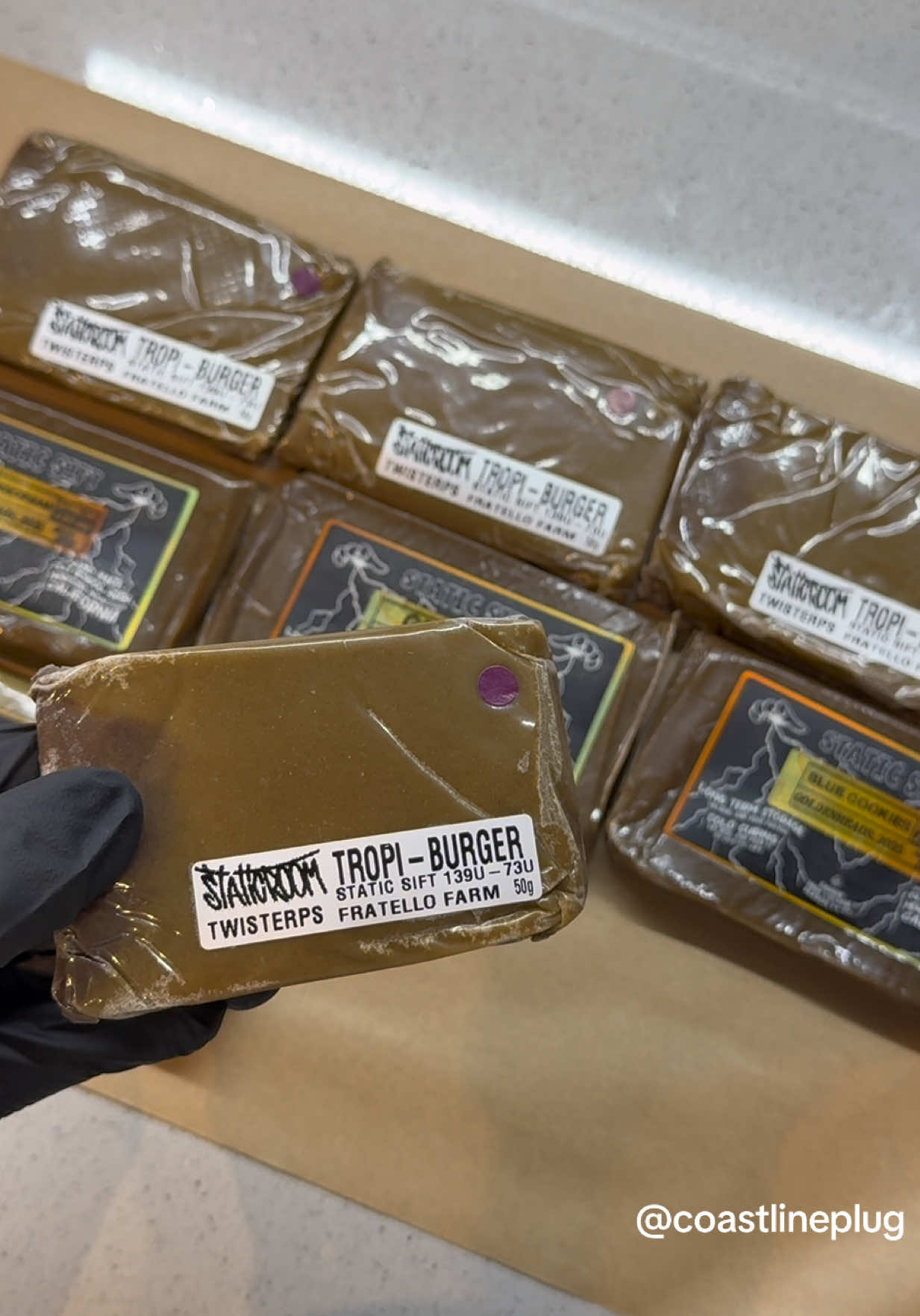 🏝️🍔Staticroom X GoldenHeadWarriors 🫐🍪 #chocolate #staticsift #fullmelt #ghw #goldenheadwarriors 