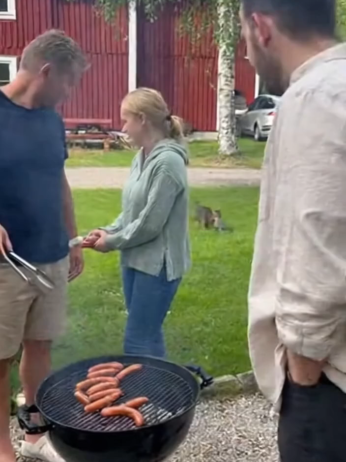 Cat brings his own appetizer #foryour #foryoupast #foryourpages #foryou #fyp #viral #sverige #sweden #trendin #norge #trending #norway #swedenlife #gril #cat #kat #chat #Katze