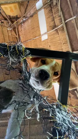 ตื่นไปโรงเรียนกันๆๆๆๆๆ #เด็กชายข้าวกล่อง #บีเกิ้ลเป็นหมาตลก #ข้าวกล่องหมาดื้อ #บีเกิ้ล #หมาน่ารัก 