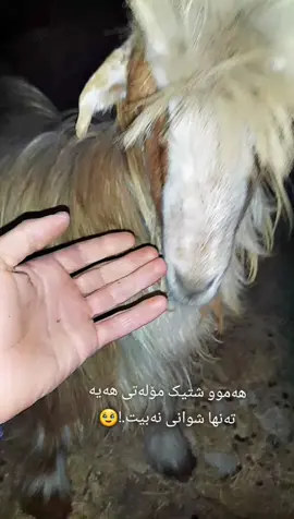 #وتەیکی_جوان_بنوسە💔🥺 #ئەکتیڤبن🥀🖤ـہہـ٨ــہ 