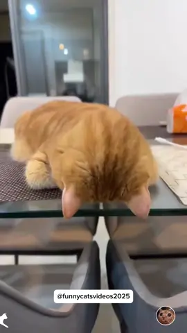 Cats have all sorts of weird sleeping positions 😂😴 #cat #funnycat #funnyvideos #fyp #pourtoi 