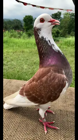 R-24 Jalur jablay line (juwita x joker) ,,Prediksi calon karakter jablay Cc,,tahap latih 600 meteran Soldout,,,semoga bikin bangga team barumu lee,,#merpatikolong #merpatikolongmeja #merpatilovers #merpatijablay #pmtiindonesia 