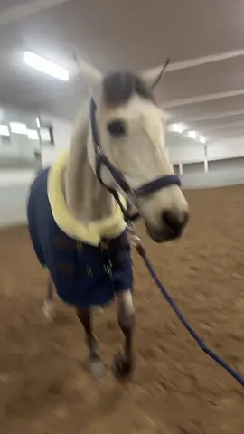 Bästa Kroken som ställde upp med sin koreografi 🥹 #equestrianlife #ponny #fyp 