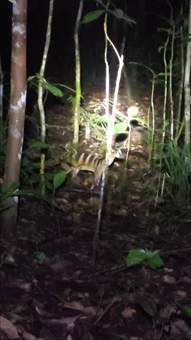 Musang Belang #dayak #camping #fyppppppppppppppppppppppp #kalimantan #semuaorang 