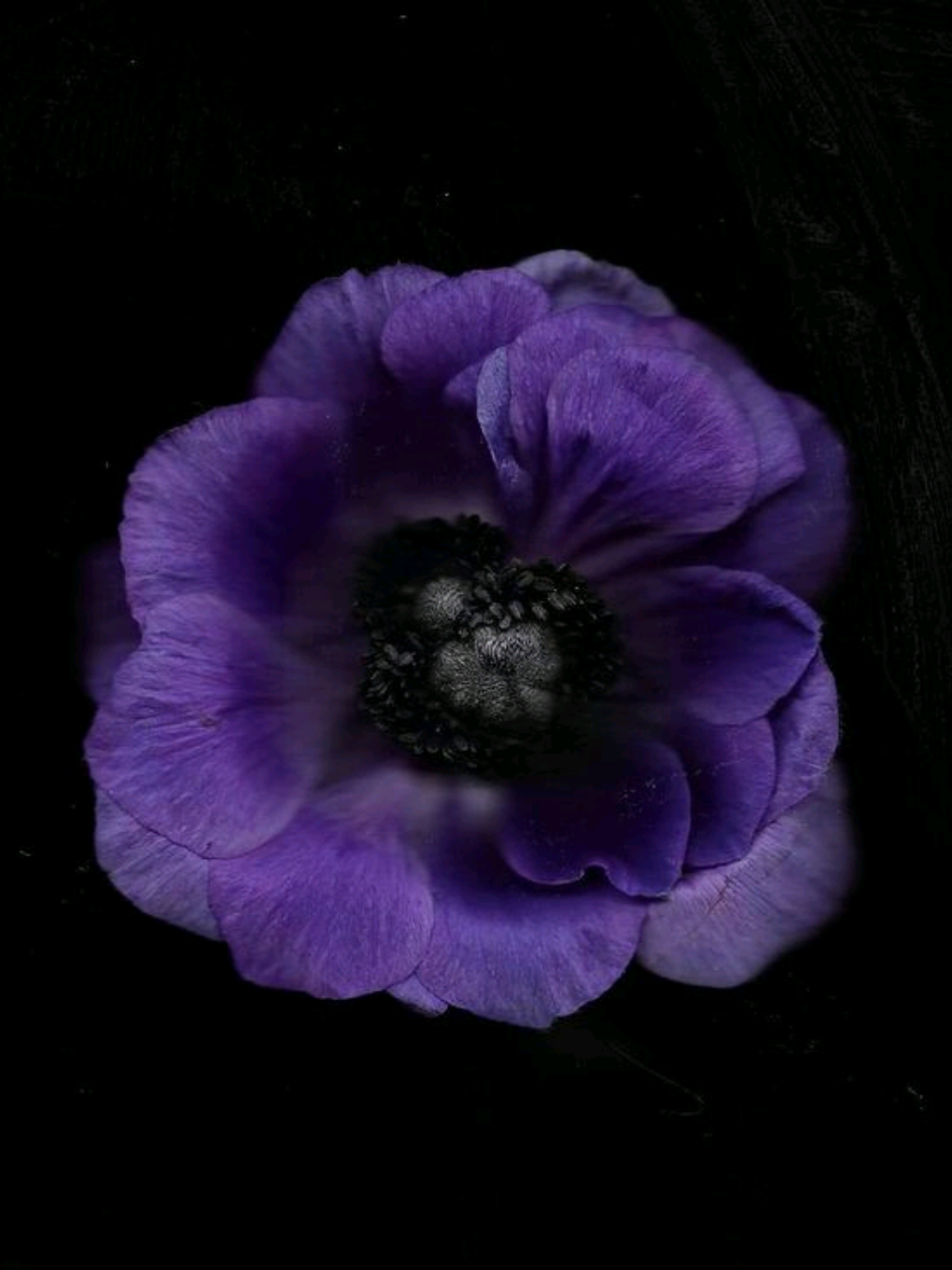 this song is great:)  .  .  .  #lyrics #lyricvideo #music #fyp #foryou #persianmusic #songlyrics #sadvibes #tiktokmusic 