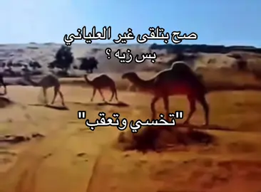 #عليان_الهول #foryou #like #fyp #انتشار_سريع 