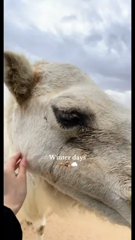 😢#الكويت #الشتاء #viral 