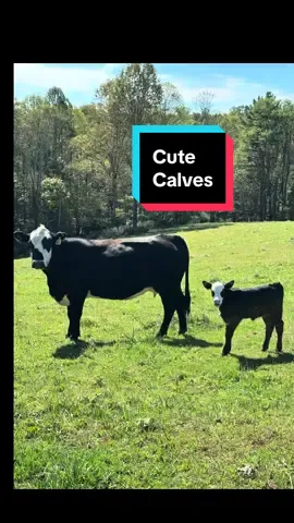 Of course they are all beautiful…these are just so unique!😍 #calves #calvingseason #babycow 