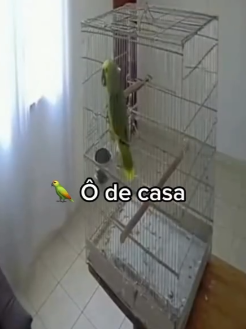 Papagaio mandou o entregador falar baixo 😂😂 #meme #loro #papagaio #entregador #humor 