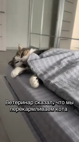 Как же сладко он валяется в кровати 🥰 #любовь❤ #cattok #catsoftiktok #catlover #catolicos 