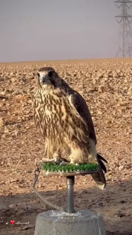 #تصميمي#اكسبلور_explore #ما_شاء_الله#مقناص#حبارى#ملواح#عاشق_الطير#هدد_طيور_حرار#قصاف ❤️🪶