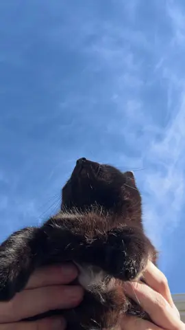 #fyp #kittylove42716 #cat #pets #mlm 