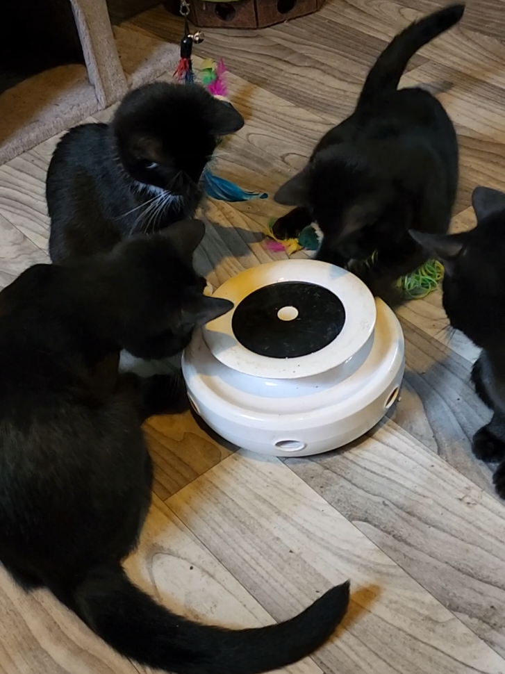 No live today.  I have an appointment.  I have one tomorrow as well.  I wilk try to di a live if I get home at a decent time.  Hace a great day! #fyp #foryou #followme #cats #kittens 