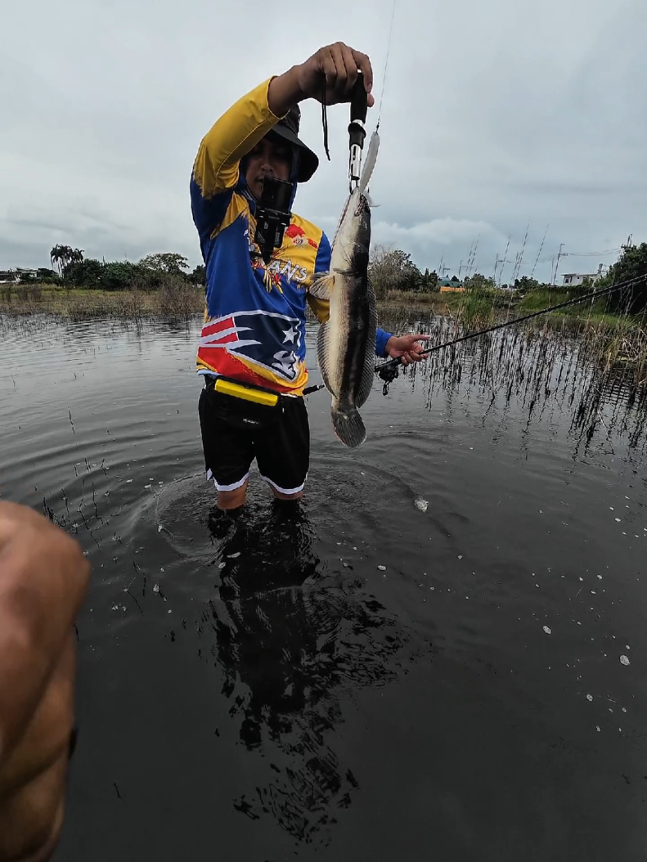Turning Black Toman @CROCO ANGLER  Fish on #FishingVlog #fishing #fishinglife #toman #DalagStrike 