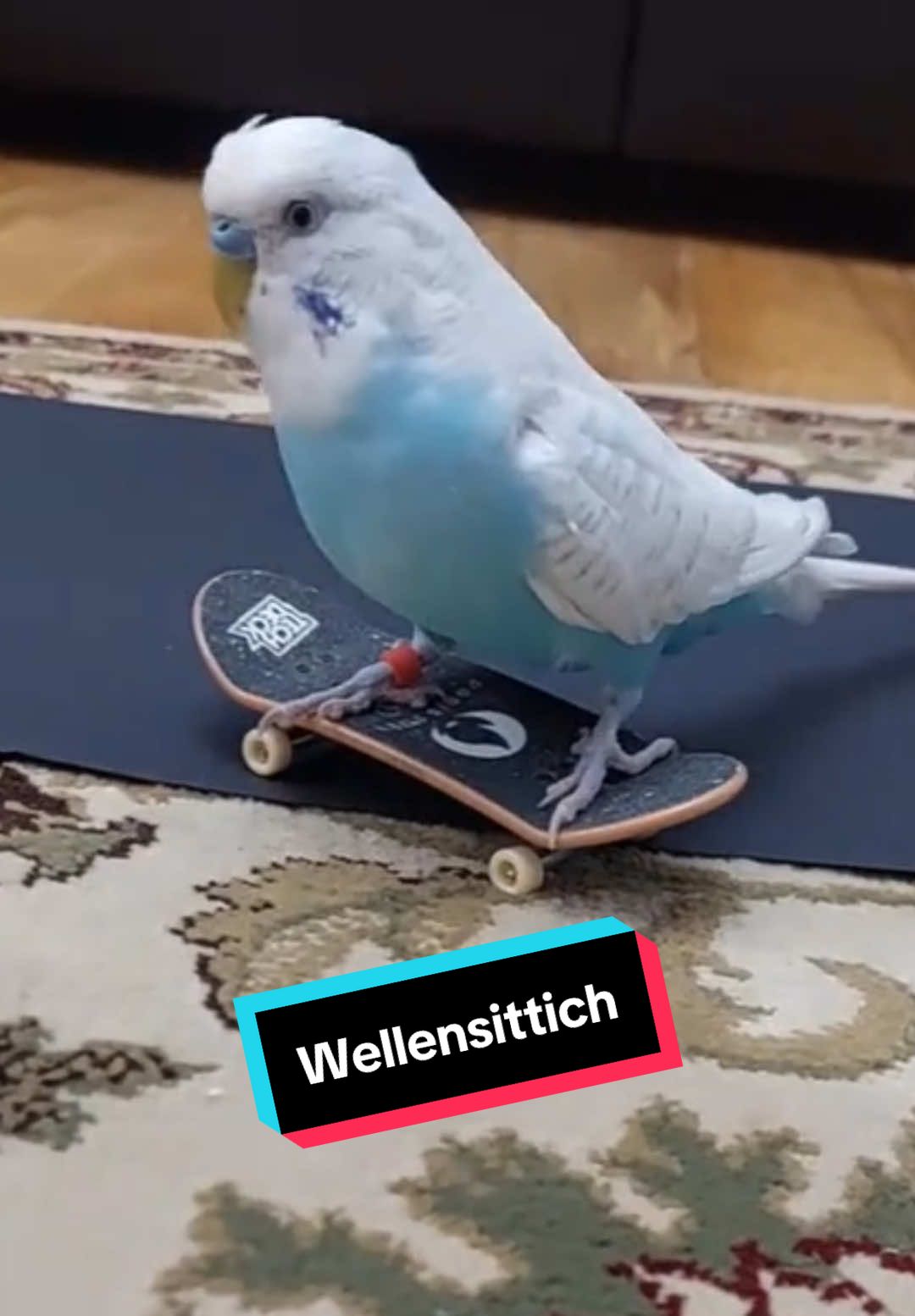 Dieser Vogel ist klein, bunt und komplett durch. Der Wellensittich sieht aus wie ein fliegender Textmarker, klingt wie eine kaputte Bluetooth-Box und hat mehr Persönlichkeit als dein ganzer Freundeskreis. Er kann sprechen, nerven, imitieren und macht dich wahnsinnig, während er auf deinem Kopf sitzt. Ein australischer Anarcho auf zwei Gramm Federgewicht. #Wellensittich #Budgie #tierwahn #lustigetiere #wildetiere