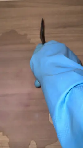 Wax ASMR  #waxscrapingasmr #waxscraping #asmr #satisfying #wax 