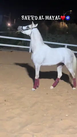 #مشالله_تبارك_الله🧿❤صلوعلى_محمد🧿🧿🔥 #saeed al hayal#تبارك_الله❤️🧿 