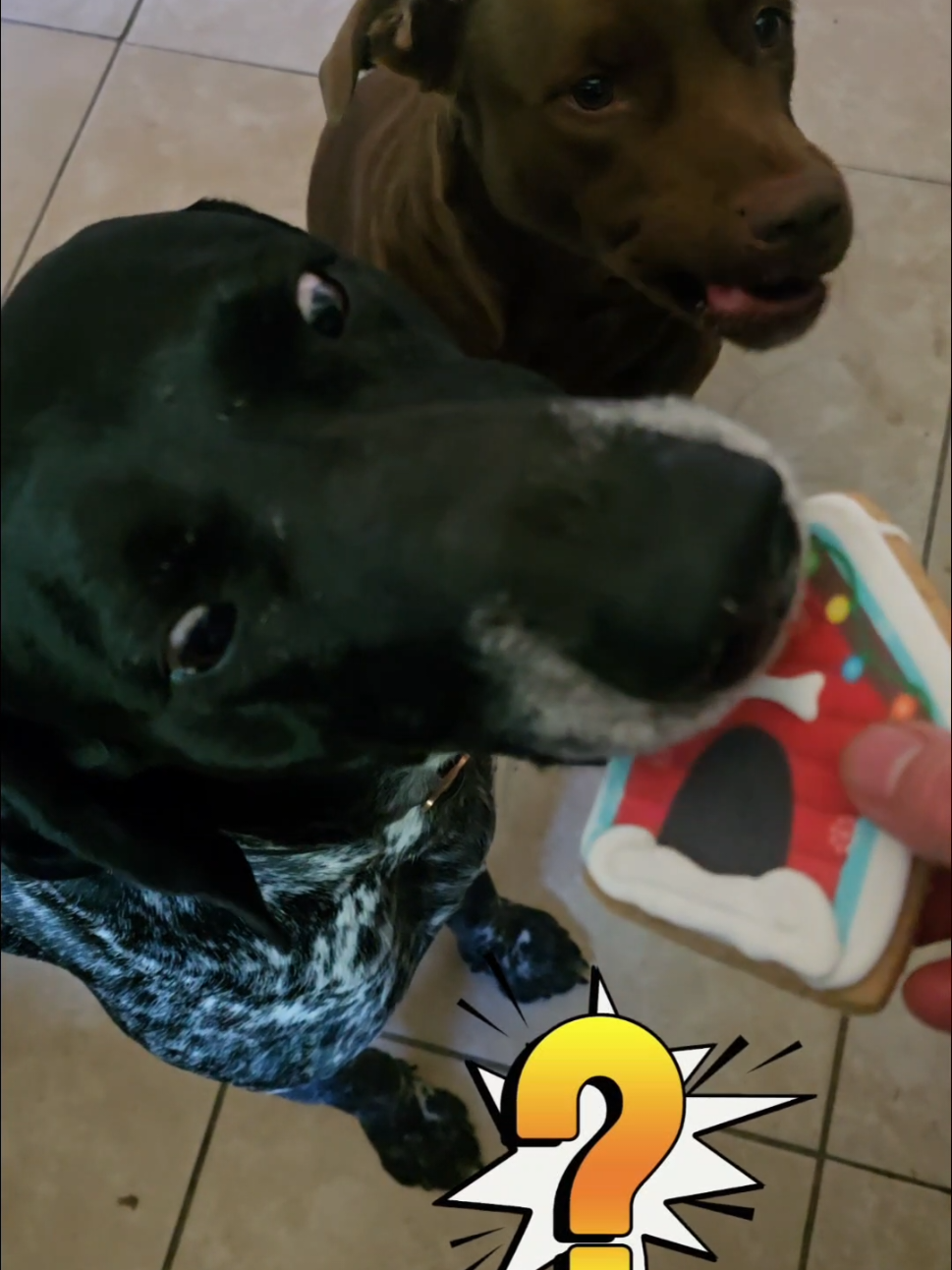Ungrateful dogs lol. Got these Christmas dog treats and they weren't sure. #dogs #dogsoftiktok #sillydogsoftiktok 
