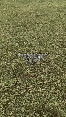 #keşfet T@gss🙌🏼🐅