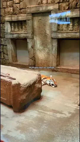 I know zoos here try to take care of animals but in many countries they don’t. This post is about how animals are being treated in general too. Many species and breeds are at risk of insinctiom because of man’s actions. Even if zoos are fun I think they are very unnatural and they deprive animals of biological interaction with nature and other animals.  #fyp #animals #viral #real #explorepage 