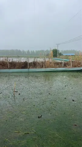 arrozal infestado de 🦀 